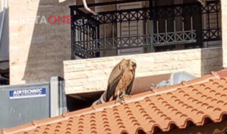 Ορνεο Τσαλικάκι