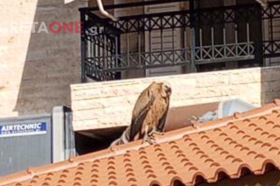 Ορνεο Τσαλικάκι