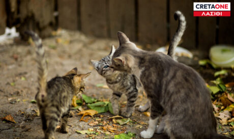 Γάτες Λασίθι