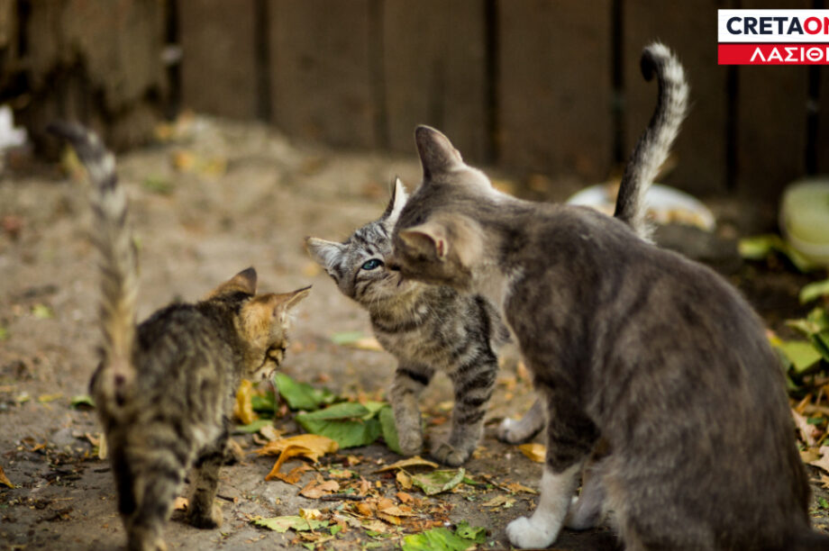 Γάτες Λασίθι