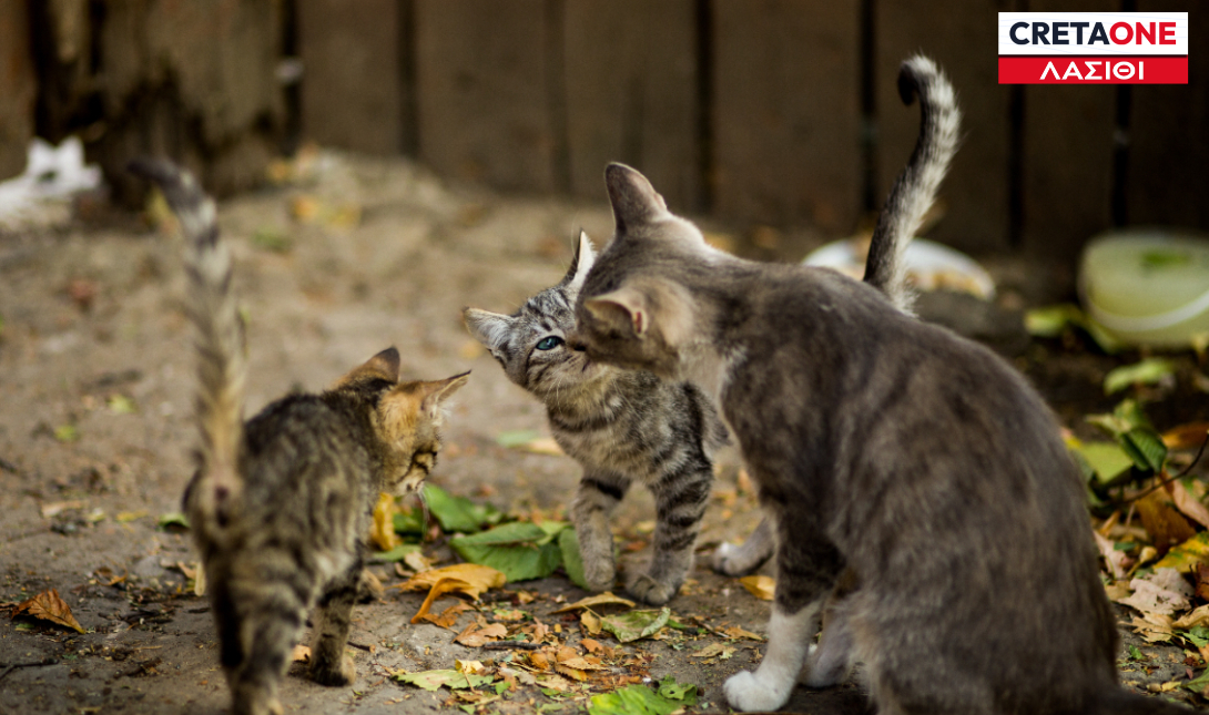 Γάτες Λασίθι