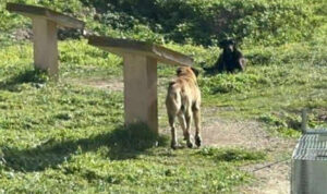 Σε κρίσιμη κατάσταση νοσηλεύεται 17χρονη που δέχτηκε επίθεση από αδέσποτα σκυλιά (φωτογραφίες)