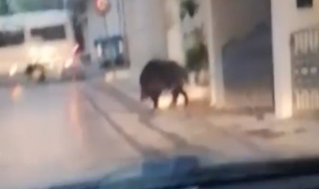 Απίστευτο! Αγριογούρουνο βγήκε βόλτα στο κέντρο του Περιστερίου – Δείτε βίντεο