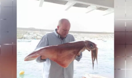 Καλαμάρι γίγας