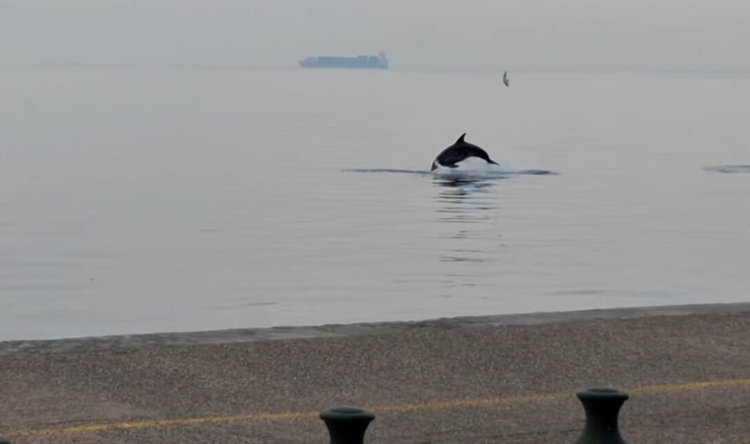 Δελφίνι Θερμαϊκός