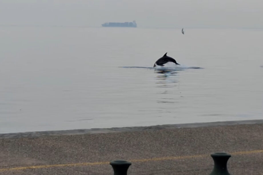 Δελφίνι Θερμαϊκός