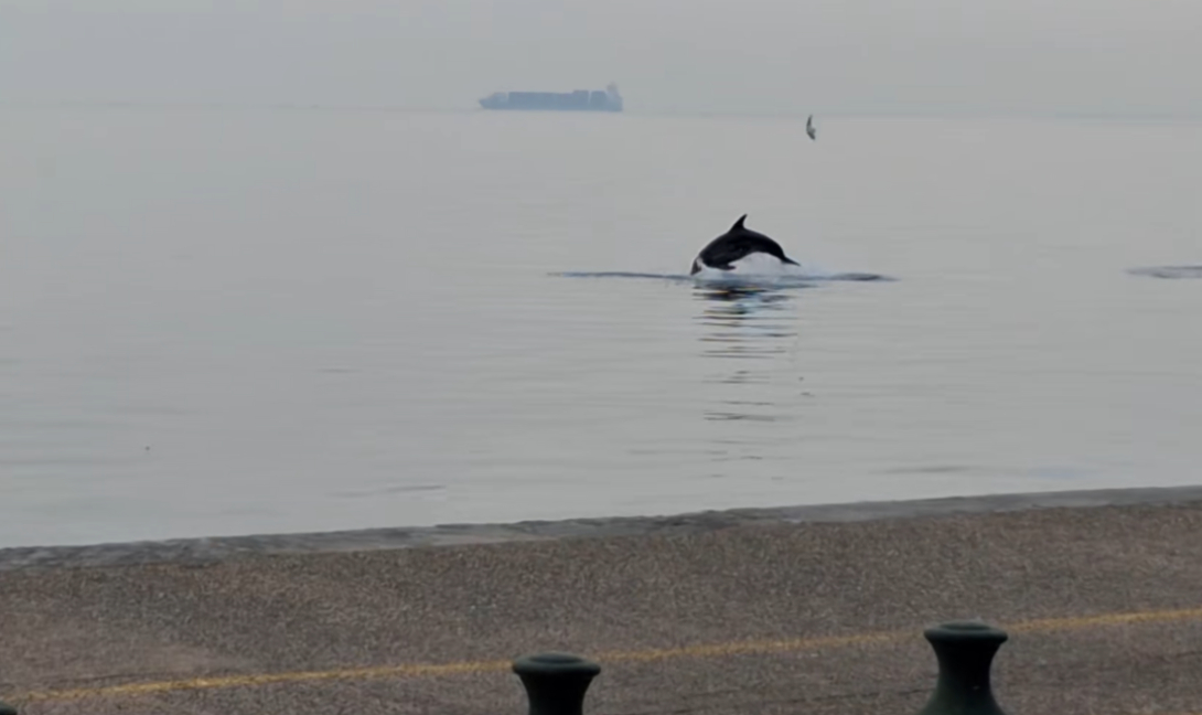 Δελφίνι Θερμαϊκός