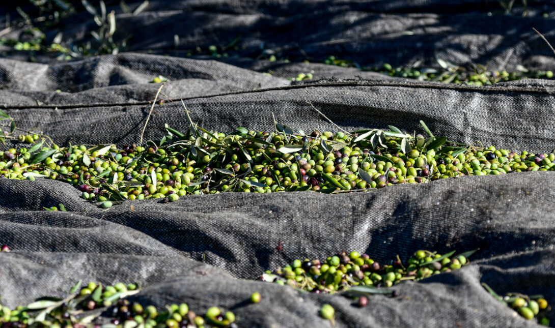 Ελιές ελαιόπανα