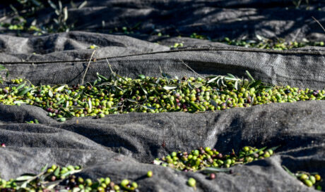 Ελιές ελαιόπανα