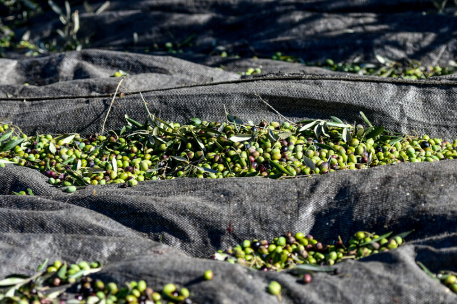 Ελιές ελαιόπανα
