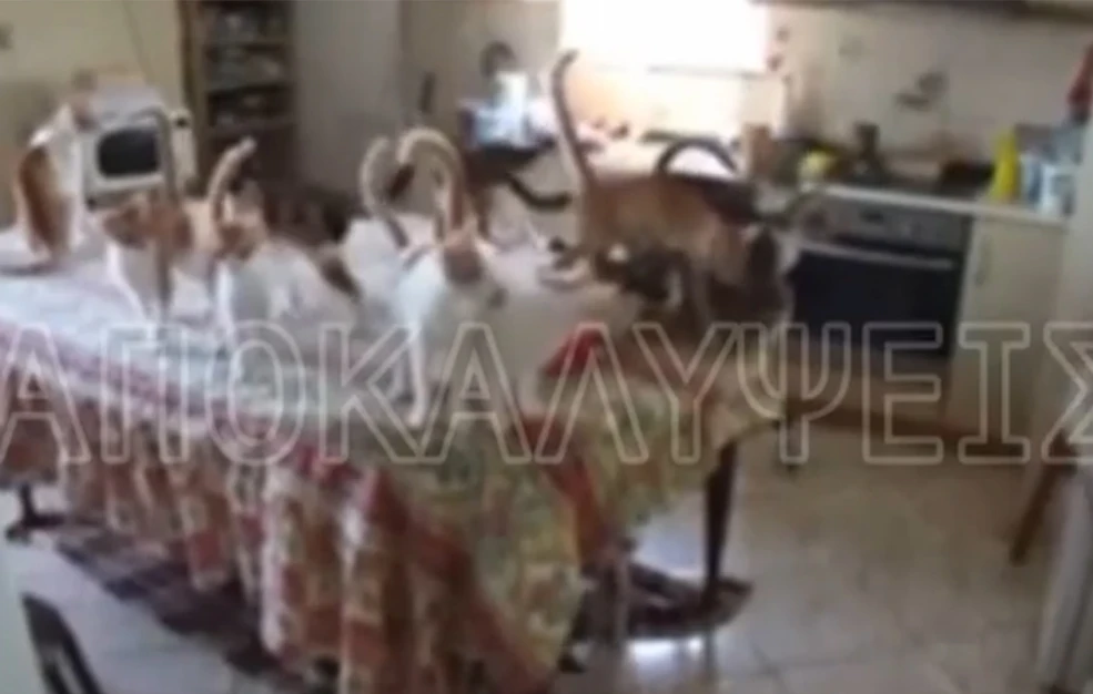 Οργή και φρίκη για ζευγάρι που εξέτρεφε 51 γάτες για να τις φάει! (Βίντεο)
