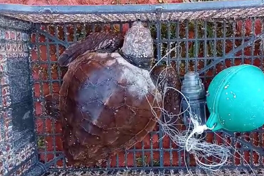 Χελώνα Καρέτα Καρέτα