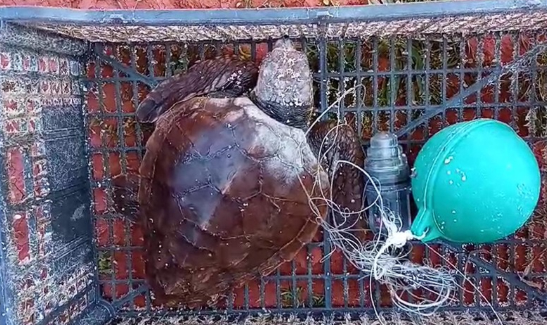 Χελώνα Καρέτα Καρέτα