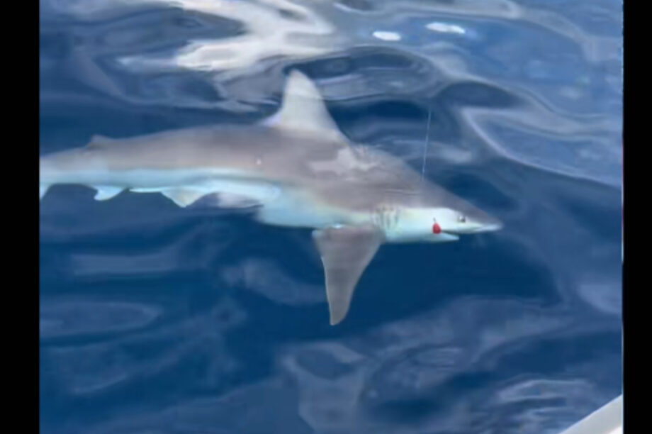 Αργολίδα: Τεράστιος καρχαρίας στην πετονιά ψαρά (βίντεο)