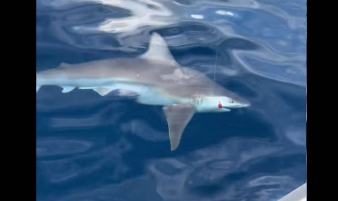 Αργολίδα: Τεράστιος καρχαρίας στην πετονιά ψαρά (βίντεο)