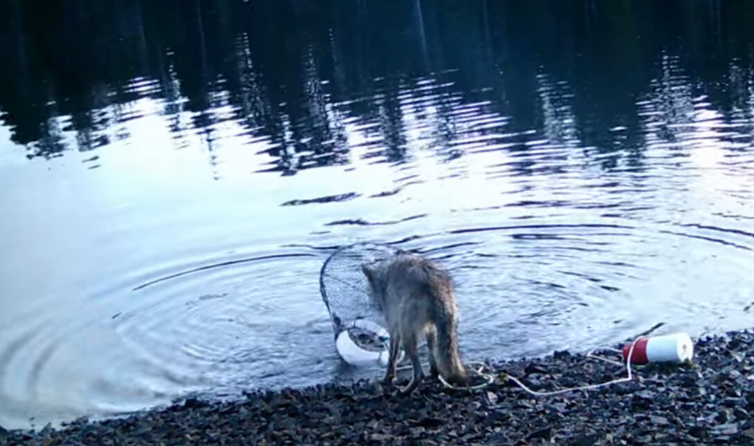 Λύκαινα «κλέβει» καβουροπαγίδα για να τραφεί! (βίντεο)