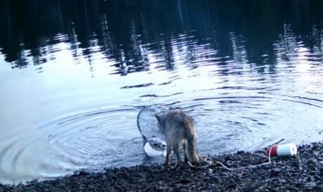 Λύκαινα «κλέβει» καβουροπαγίδα για να τραφεί! (βίντεο)