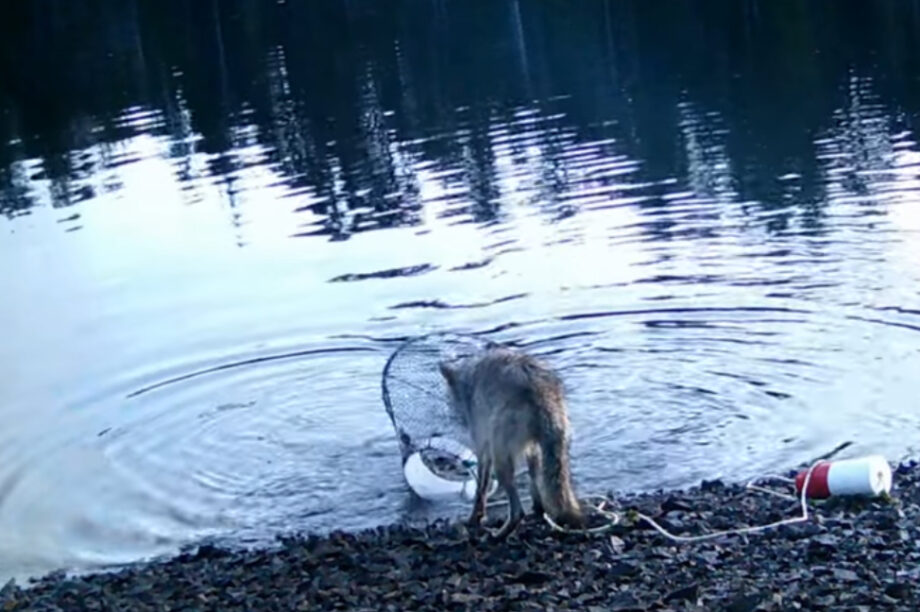 Λύκαινα «κλέβει» καβουροπαγίδα για να τραφεί! (βίντεο)