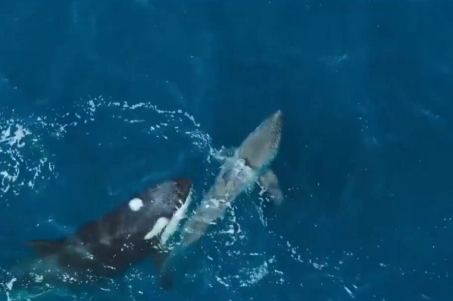 Τρομακτικό βίντεο: Όρκες «δολοφόνοι» σκοτώνουν λευκό καρχαρία!