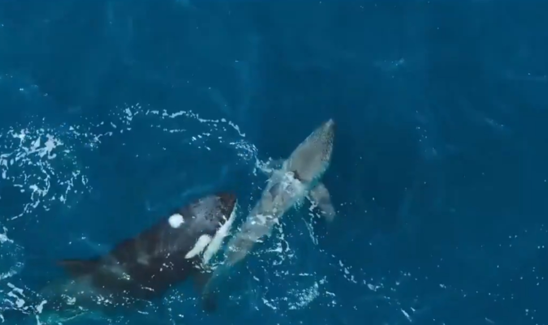 Τρομακτικό βίντεο: Όρκες «δολοφόνοι» σκοτώνουν λευκό καρχαρία!