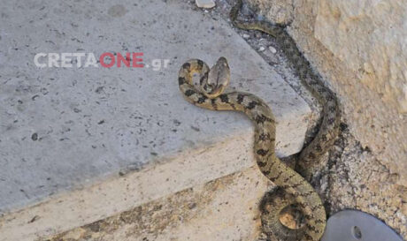 Οχιά Ενετικά τείχη