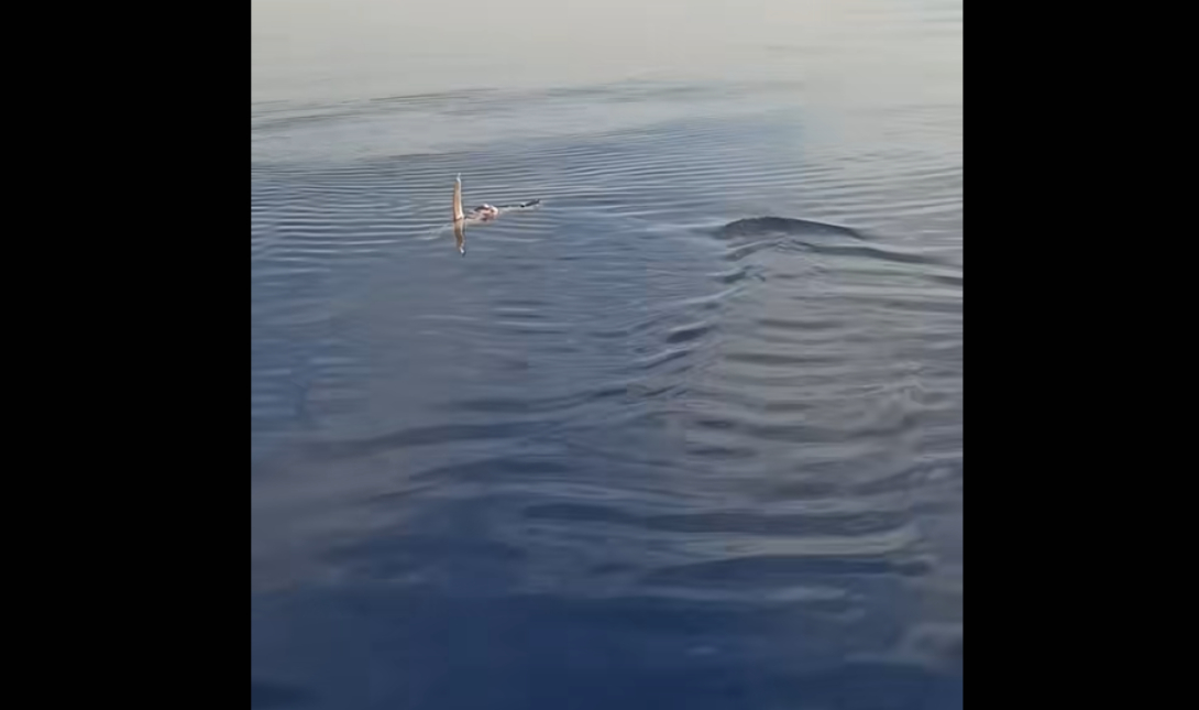 Λευκός καρχαρίας εντοπίστηκε ανοιχτά της Καρπάθου – Δείτε βίντεο