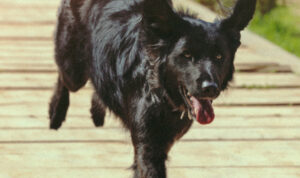 Κτηνωδία στην Καλαμάτα: Κρέμασαν σκύλο από δέντρο – Σκληρές εικόνες