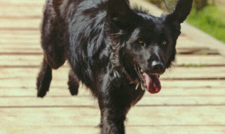 αγριος σκυλος