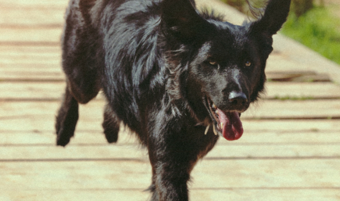 αγριος σκυλος