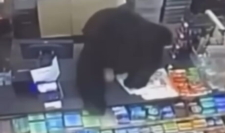 αρκουδα ΗΠΑ