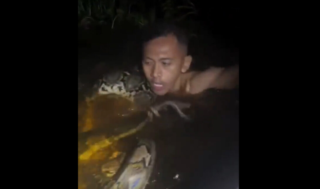 Ινδονησία: Γιγαντιαίος πύθωνας επιτέθηκε σε ξεναγό! (βίντεο)