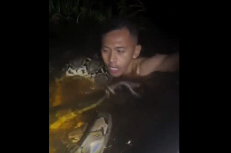 Ινδονησία: Γιγαντιαίος πύθωνας επιτέθηκε σε ξεναγό! (βίντεο)