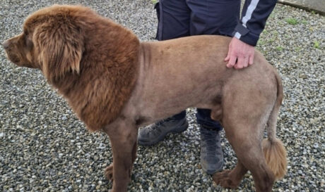 Ιρλανδία Σκύλος