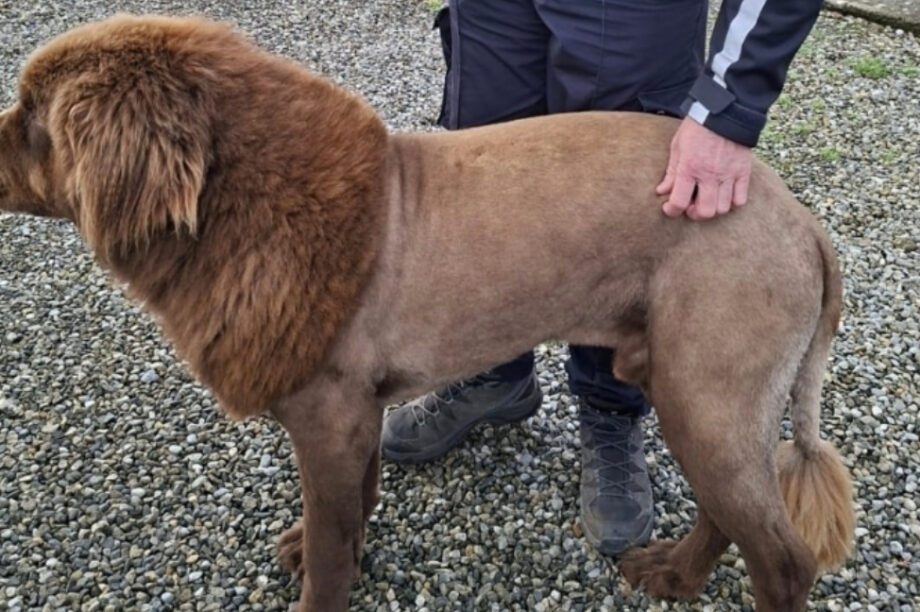 Ιρλανδία Σκύλος