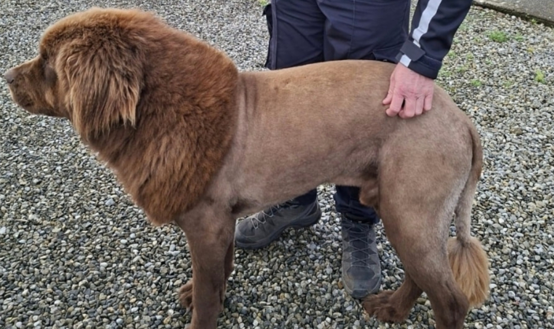 Ιρλανδία: Κινητοποίηση για λιοντάρι που τελικά ήταν… σκύλος! (βίντεο-φωτογραφίες)