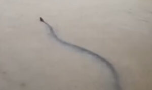 Γιγαντιαίο φίδι στους πλημμυρισμένους δρόμους της Ταϊλάνδης! (βίντεο)