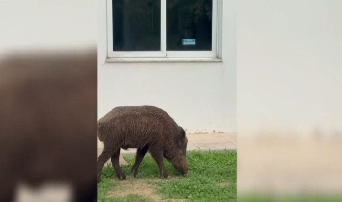 Απίστευτο: Αγριογούρουνα μπήκαν στο Δαφνί και έτρωγαν το γκαζόν – Δείτε το βίντεο