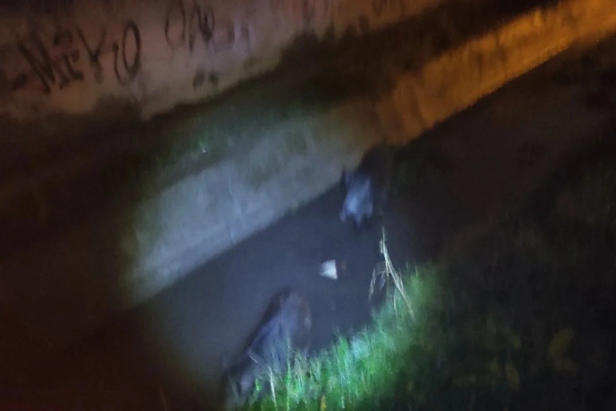 Απίστευτο θέαμα στη Θεσσαλονίκη: Αγριογούρουνα «έκοβαν» βόλτες στα Διαβατά (Φώτο)