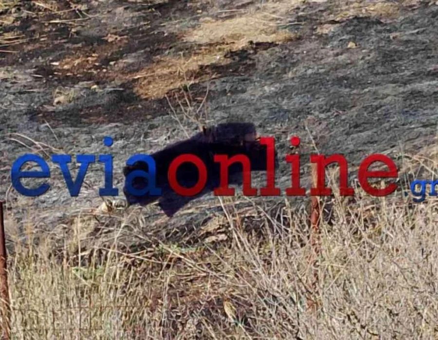 ηλικιωμενος