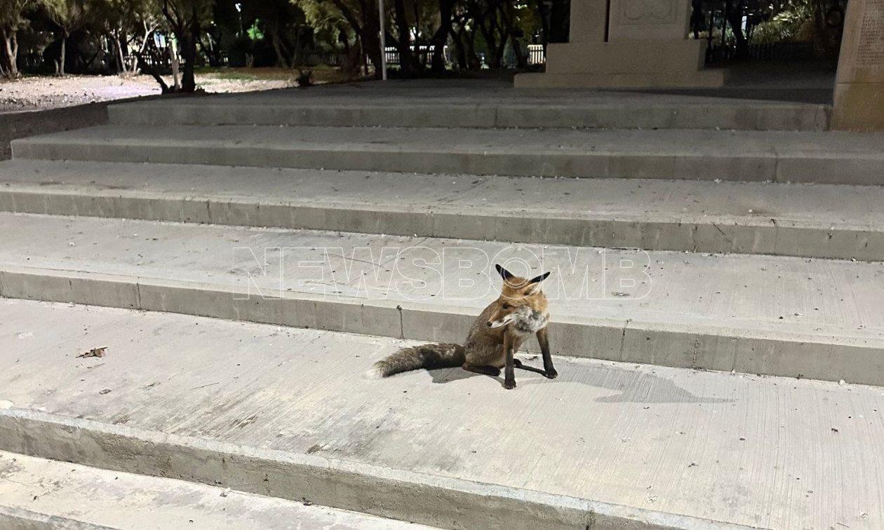 Αλεπού «κόβει» βόλτες στη Μαρίνα Φλοίσβου – Αγνάντευε τη θάλασσα από τα σκαλιά (Βίντεο)