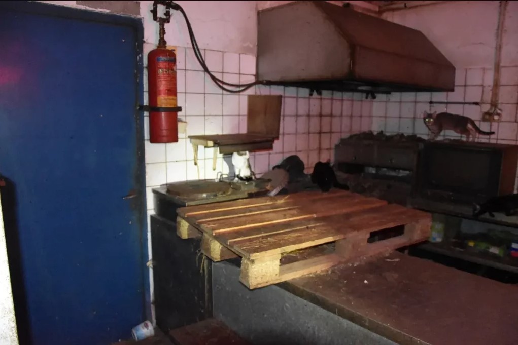 Πάνω από 1,7 εκατ. πρόστιμο σε 63χρονο – Κρατούσε φυλακισμένες και βασάνιζε 58 γάτες