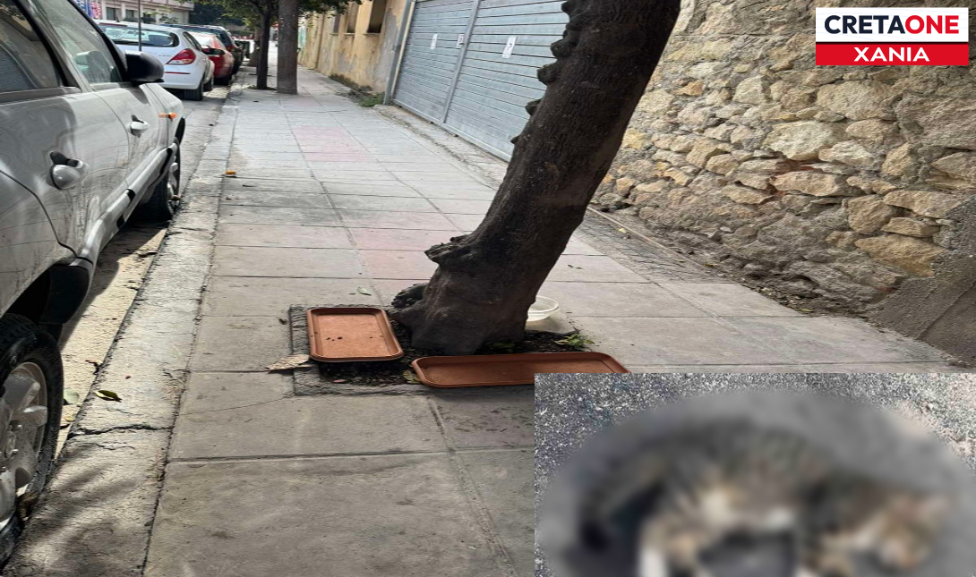 Απάνθρωπη πράξη στα Χανιά – Νεκρό γατάκι από φόλες σε γειτονιά (φωτογραφίες)