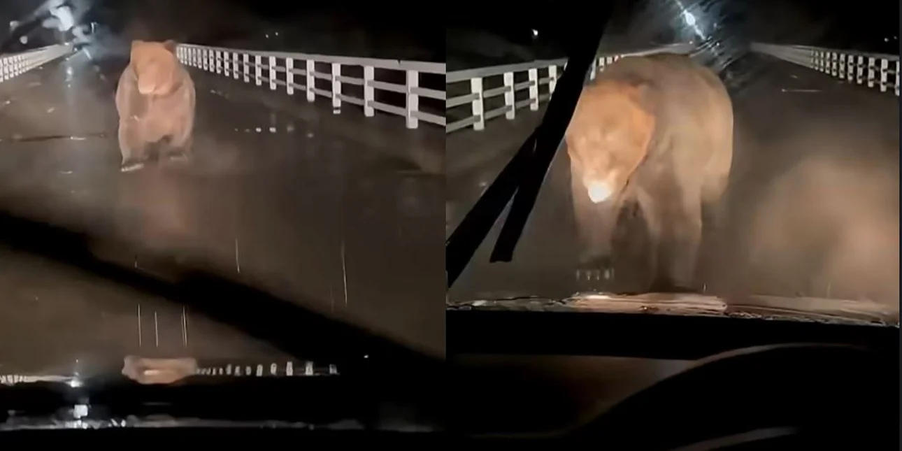 Τρόμος στην Ιαπωνία: Αρκούδα επιτίθεται σε αυτοκίνητο στη Χοκάιντο (βίντεο)