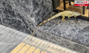 Χανιά: Τεράστιο ιγκουάνα έκανε την εμφάνισή του στους κεντρικούς δρόμους (φωτογραφίες)
