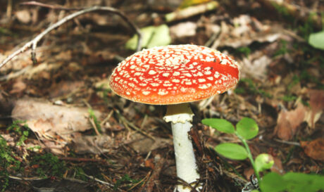 Μανιτάρι Κοκκινο