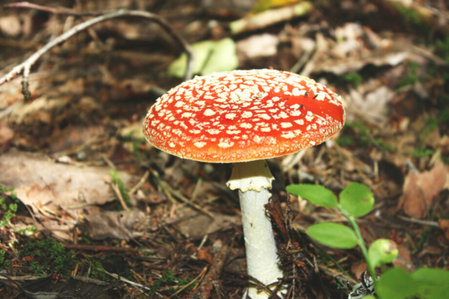 Μανιτάρι Κοκκινο