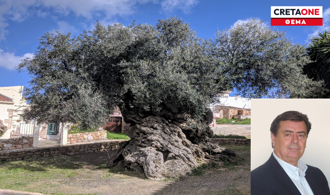 Πρωταγωνίστρια στη Μεσογειακή ελαιοκομία η Κρήτη – Πόσα ελαιόδεντρα καλλιεργούνται στο νησί;