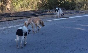 SOS στην Κρήτη: Εντοπίστηκαν κυνηγετικά σκυλιά – Δείτε φώτο