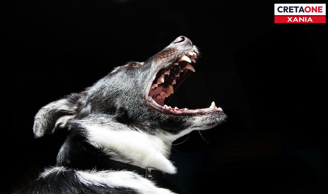 Xανιά: Δύο σκύλοι κυκλοφορούσαν ελεύθεροι και θανάτωσαν μια οικόσιτη γάτα (φωτογραφία)