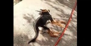 Χανιά: Κατήγγειλε την κακοποίηση μέχρι θανάτου σκυλιών και όλοι στράφηκαν εναντίον της – Δείτε βίντεο